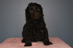 Picture of Australian Labradoodle