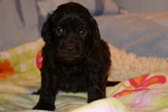 Picture of Australian Labradoodle
