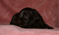 Picture of Australian Labradoodle