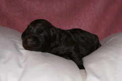 Picture of Australian Labradoodle