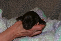 Picture of Australian Labradoodle