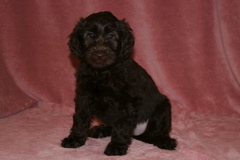 Picture of Australian Labradoodle