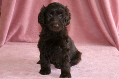 Picture of Australian Labradoodle