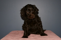 Picture of Australian Labradoodle