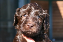 Picture of Australian Labradoodle