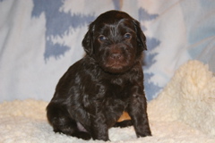 Picture of Australian Labradoodle