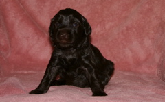 Picture of Australian Labradoodle