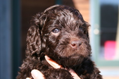 Picture of Australian Labradoodle