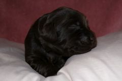 Picture of Australian Labradoodle