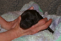 Picture of Australian Labradoodle