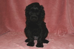 Picture of Australian Labradoodle