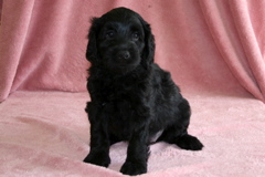Picture of Australian Labradoodle
