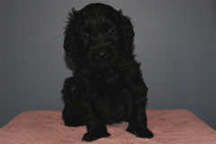 Picture of Australian Labradoodle