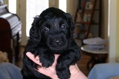 Picture of Australian Labradoodle