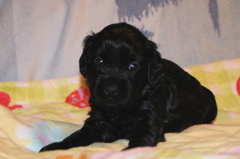 Picture of Australian Labradoodle