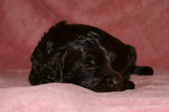 Picture of Australian Labradoodle