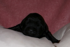 Picture of Australian Labradoodle