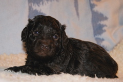 Picture of Australian Labradoodle