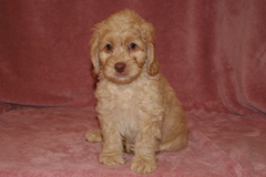 Picture of Australian Labradoodle