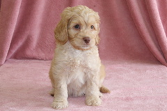 Picture of Australian Labradoodle