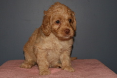 Picture of Australian Labradoodle