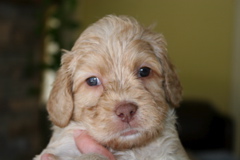 Picture of Australian Labradoodle