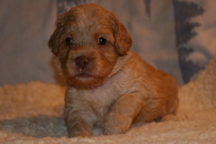 Picture of Australian Labradoodle
