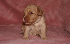 Picture of Australian Labradoodle