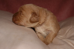 Picture of Australian Labradoodle