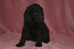 Picture of Australian Labradoodle