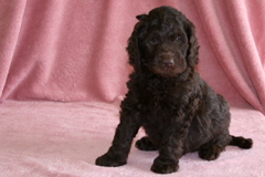 Picture of Australian Labradoodle