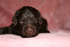 Picture of Australian Labradoodle