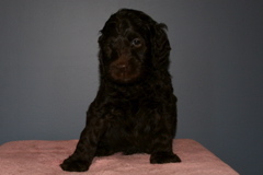 Picture of Australian Labradoodle