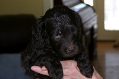 Picture of Australian Labradoodle