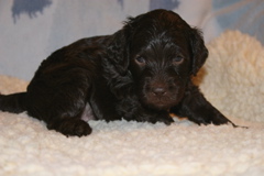 Picture of Australian Labradoodle