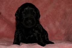 Picture of Australian Labradoodle