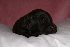 Picture of Australian Labradoodle