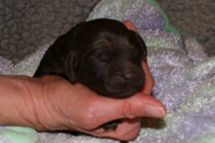 Picture of Australian Labradoodle