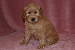 Picture of Australian Labradoodle