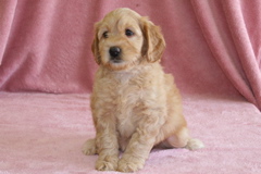 Picture of Australian Labradoodle