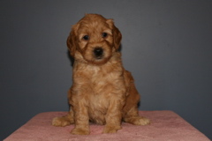 Picture of Australian Labradoodle