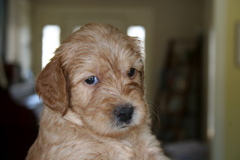 Picture of Australian Labradoodle