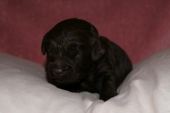 Picture of Australian Labradoodle