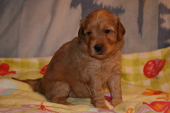 Picture of Australian Labradoodle