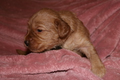 Picture of Australian Labradoodle