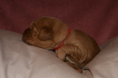 Picture of Australian Labradoodle