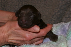 Picture of Australian Labradoodle