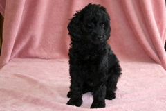 Picture of Australian Labradoodle