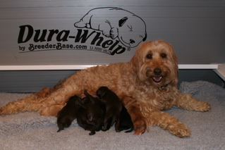 Picture of Australian Labradoodle