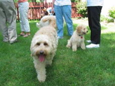Picture of Australian Labradoodle